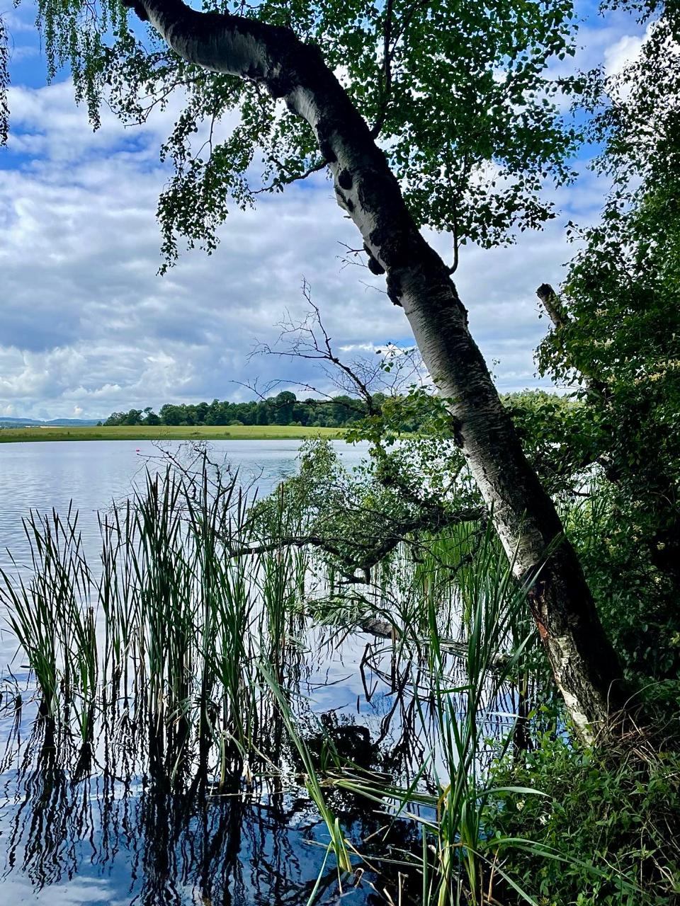 Bertha Loch framed by trees and reeds